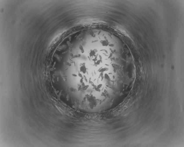 X0000070240775200606051124