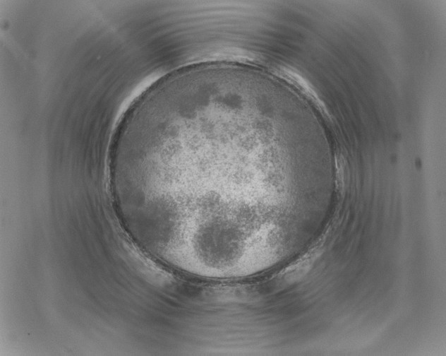 X0000070240780200606051124