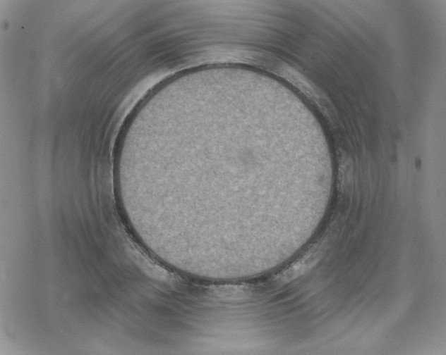 X0000070240836200606051123