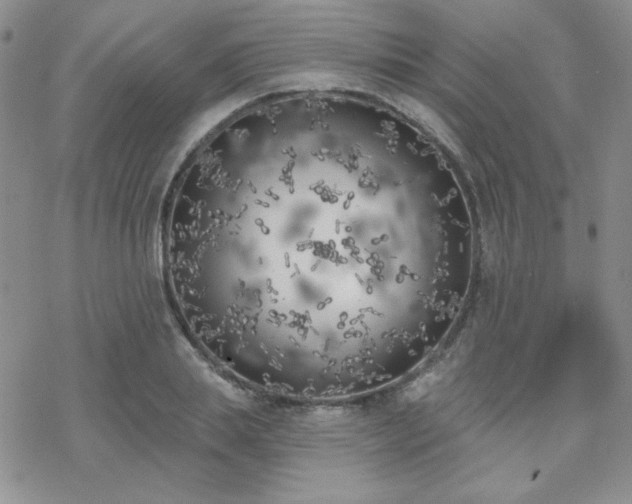 X0000070240839200606051123