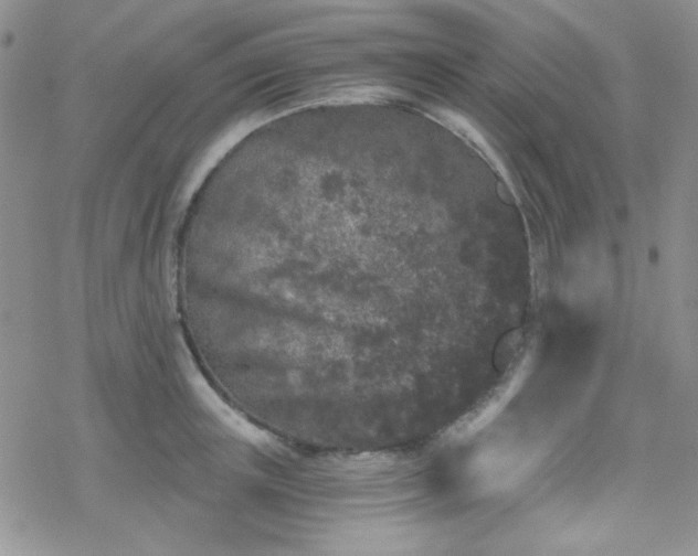 X0000070240851200606051123