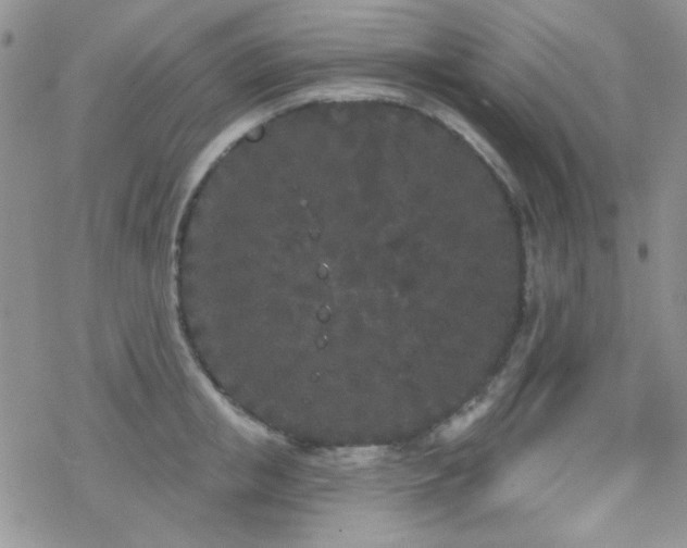 X0000070240853200606051123