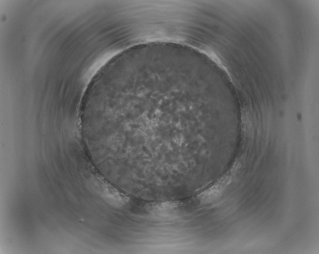 X0000070240879200606051122