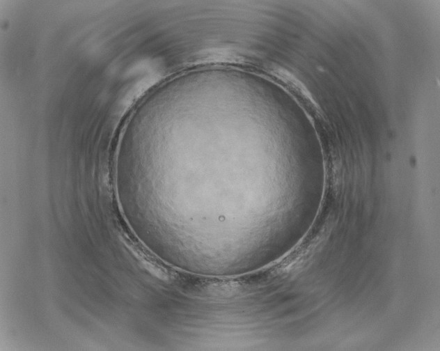 X0000070240882200606051122