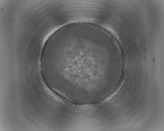 X0000070240928200606051121