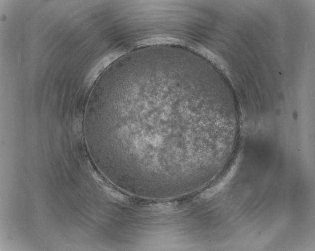 X0000070240937200606051121