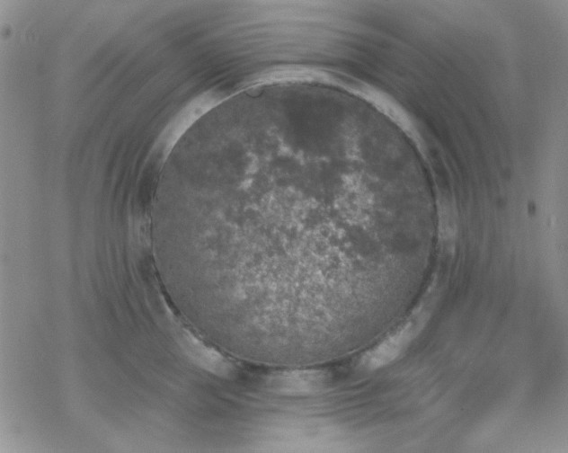 X0000070240953200606051121