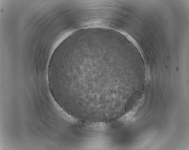 X0000070240957200606051121