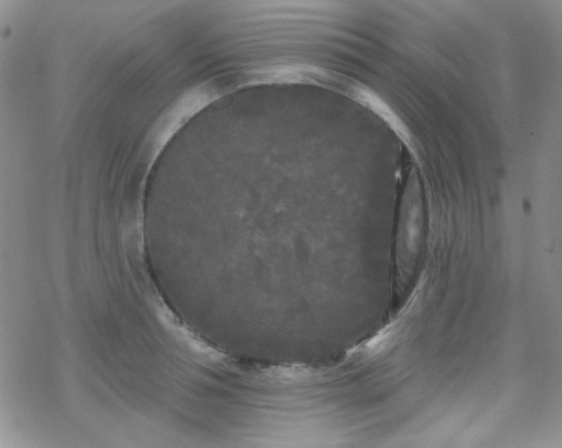 X0000070240994200606051120