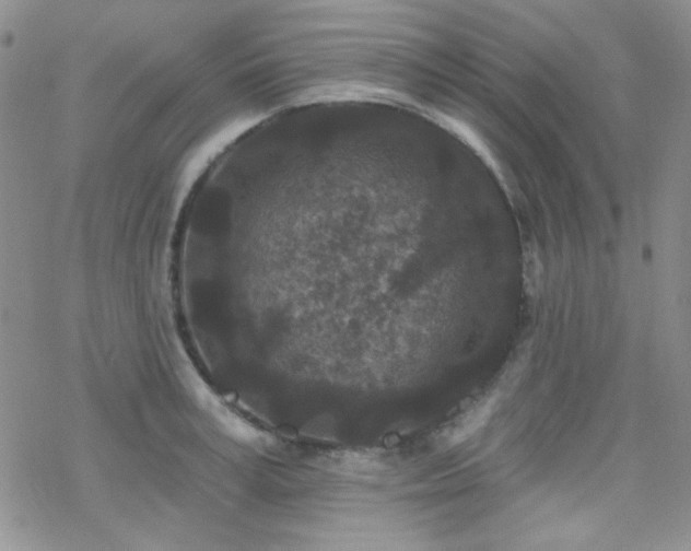 X0000070240995200606051120