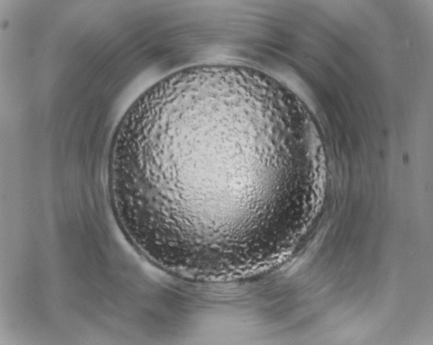 X0000070241007200606051120