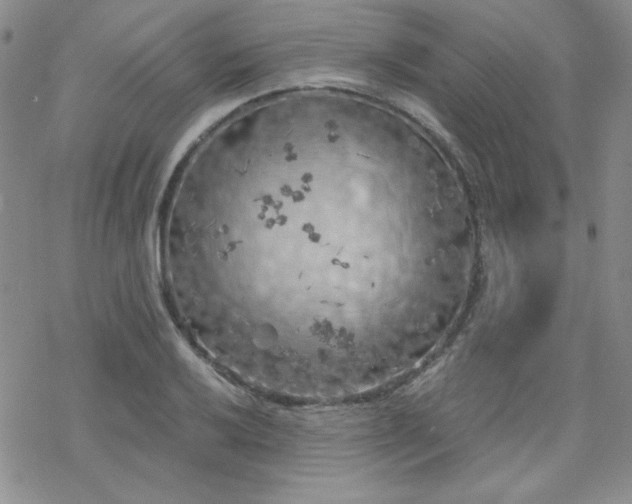 X0000070241032200606051120