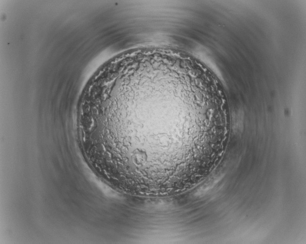 X0000070241099200606051118