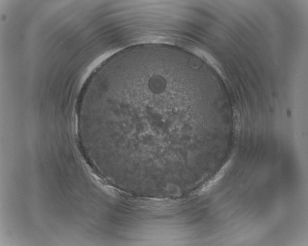 X0000070241125200606051118