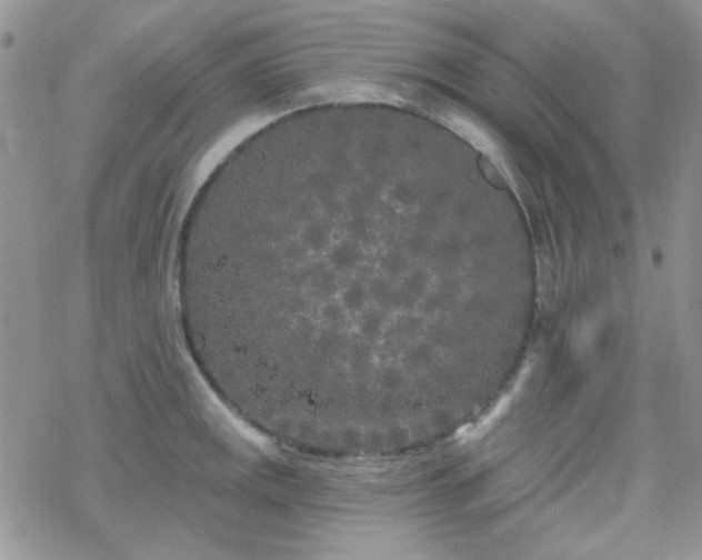 X0000070241141200606051118