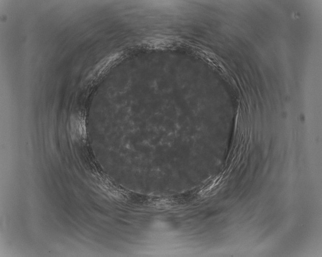 X0000070241155200606051118