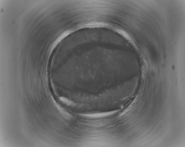 X0000070241229200606051117