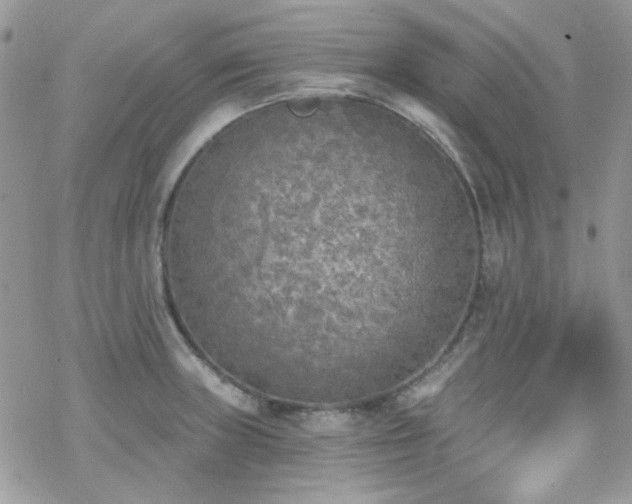 X0000070241235200606051117