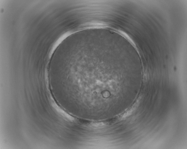 X0000070241243200606051117