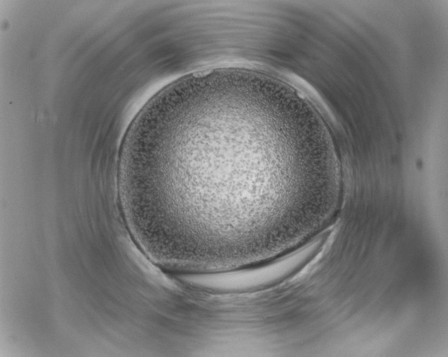 X0000070241244200606051117