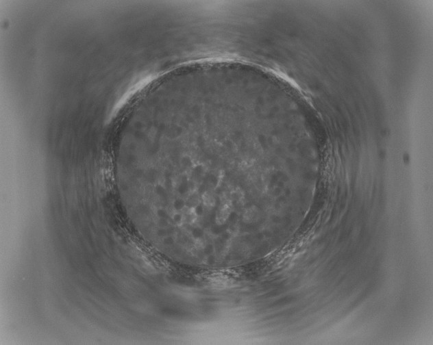 X0000070241255200606051116