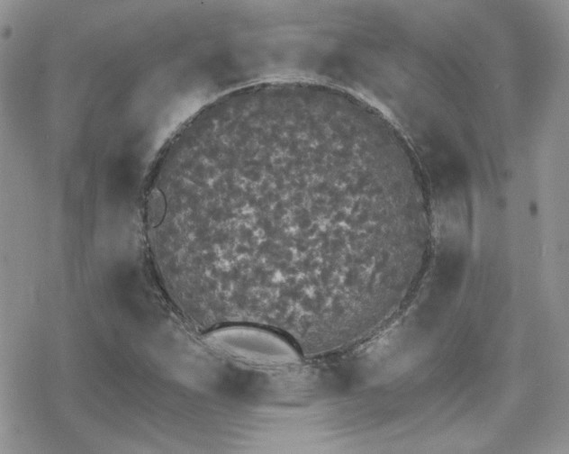 X0000070241263200606051116