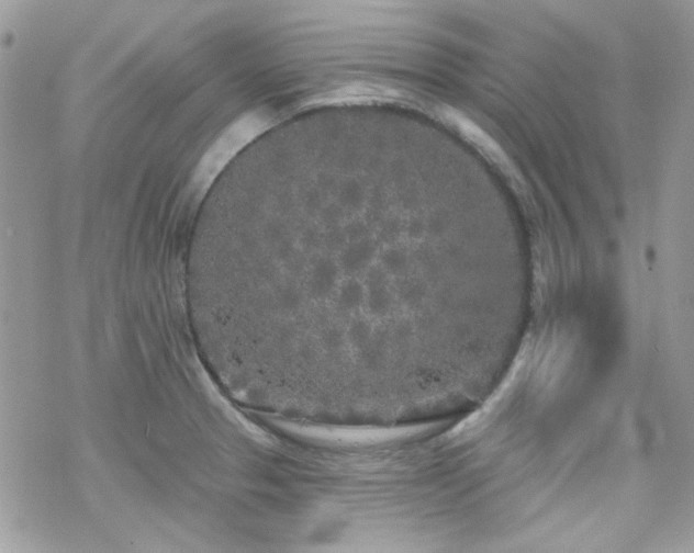 X0000070241329200606051115