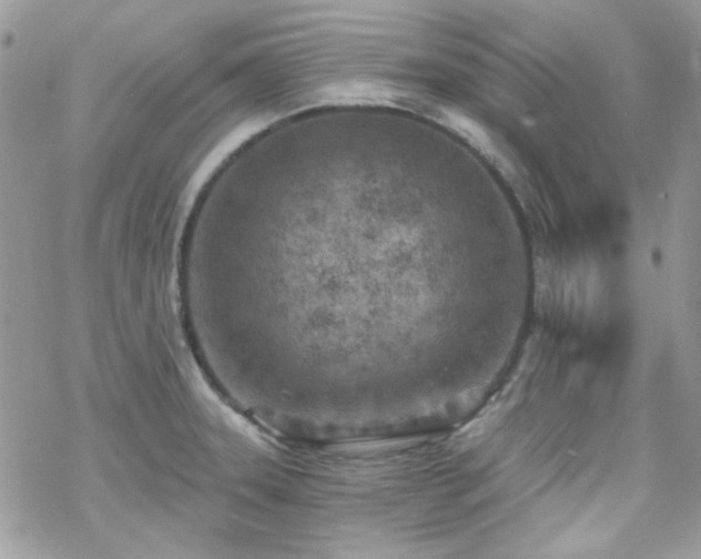 X0000070241331200606051115