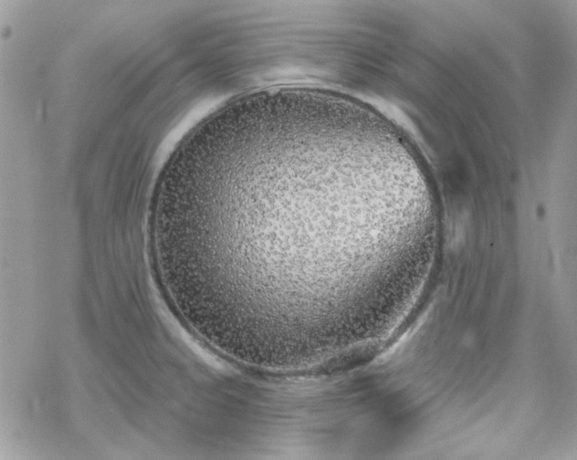 X0000070241333200606051115