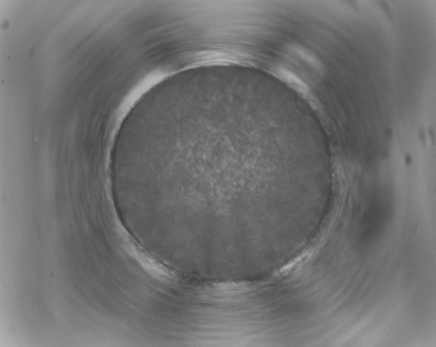 X0000070241427200606051114