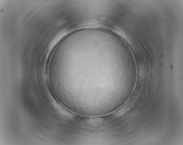 X0000070241466200606051113