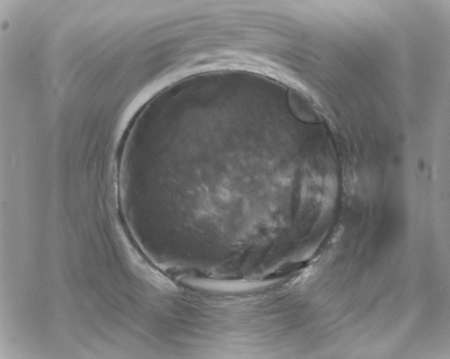 X0000070241522200606051112