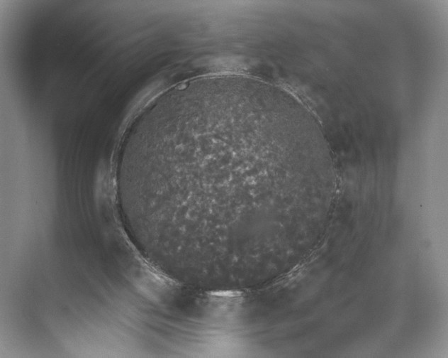 X0000070240053200606091345