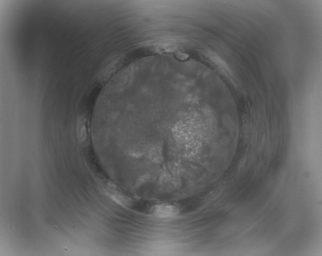 X0000070240169200606091344