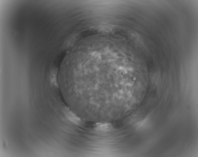 X0000070240185200606091344