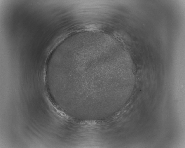 X0000070240194200606091343