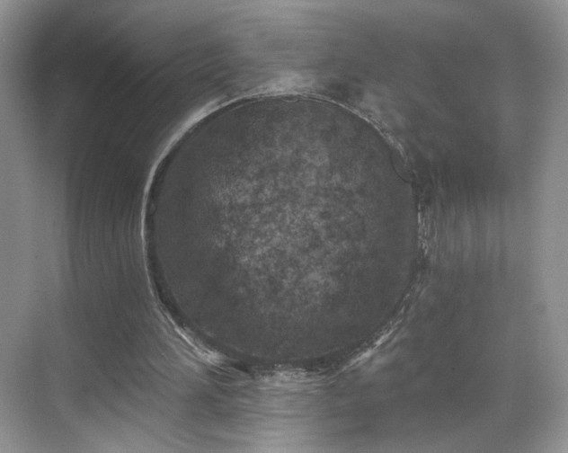 X0000070240196200606091343