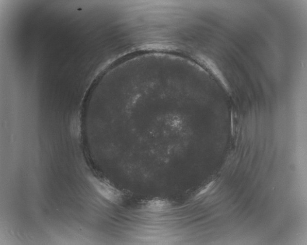 X0000070240204200606091343