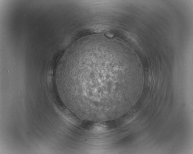 X0000070240263200606091342