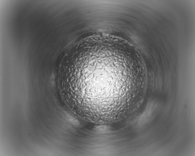 X0000070240269200606091342