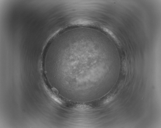 X0000070240399200606091340