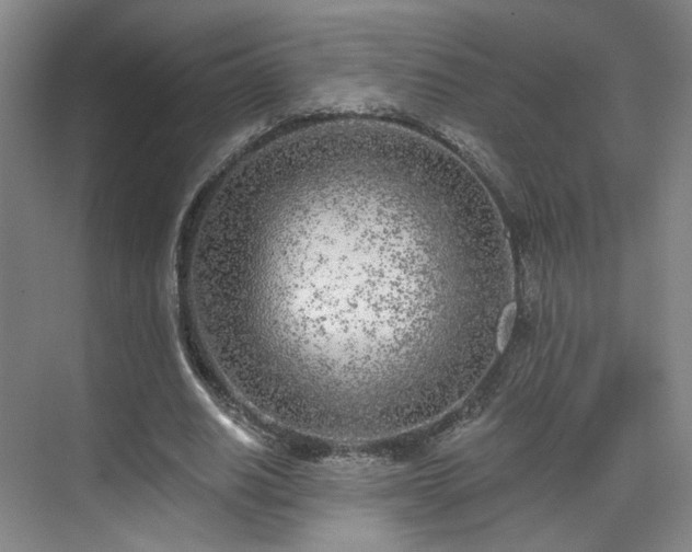 X0000070240630200606091335