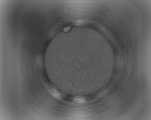 X0000070240653200606091336