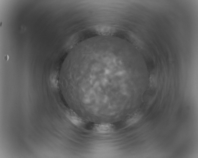 X0000070240671200606091336