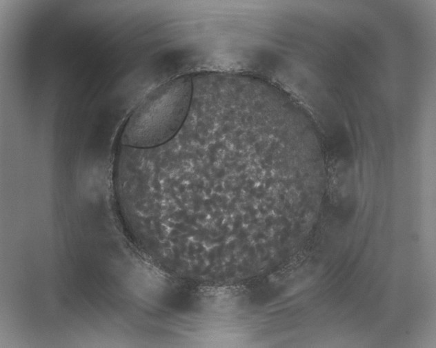 X0000070240679200606091335