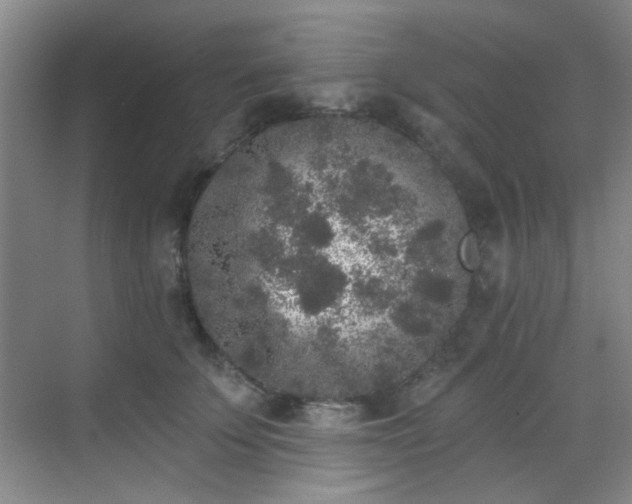 X0000070240707200606091335