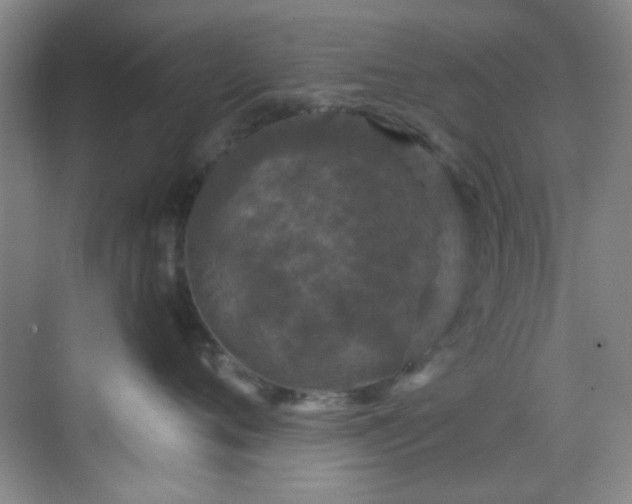 X0000070240720200606091335