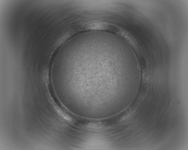 X0000070240725200606091334