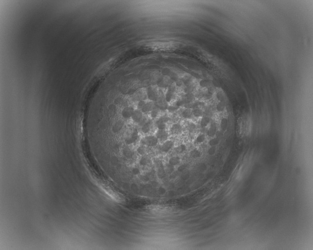 X0000070240733200606091334