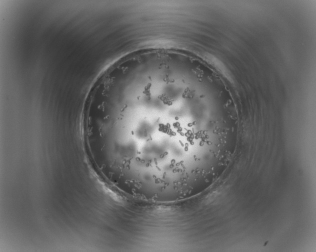 X0000070240839200606091333